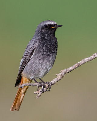 Black Redstart -male