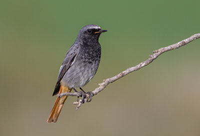 Black Redstart -male