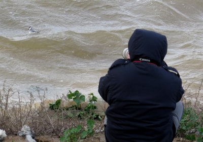 Grey Phalarope +