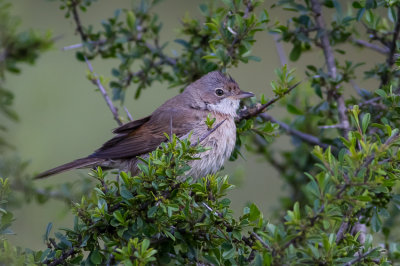 Whitethroat