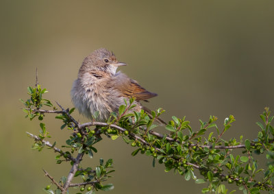 Whitethroat