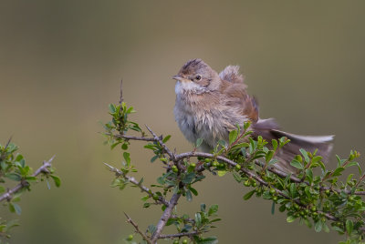 Whitethroat