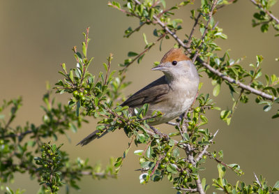 Blackcap