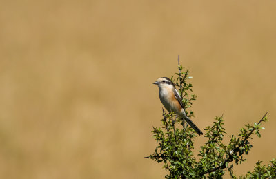 Masked Shrike