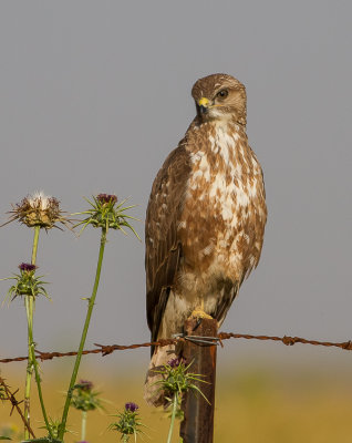 Common Buzzard 