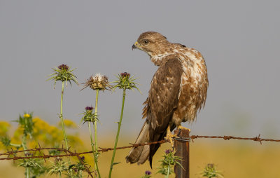 Common Buzzard 