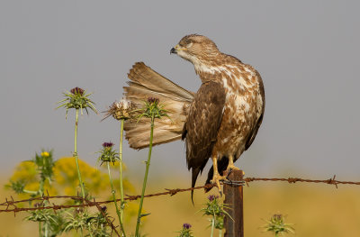 Common Buzzard 