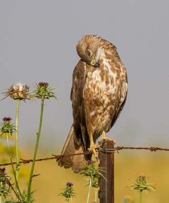 Common Buzzard 