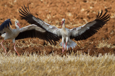 White Stork