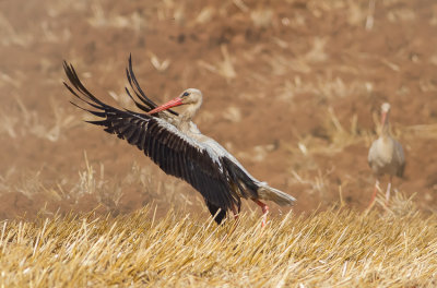 White Stork