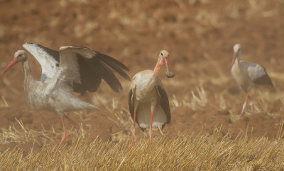 White Stork