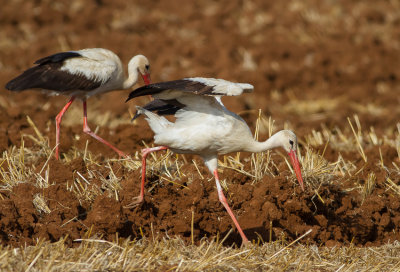 White Stork