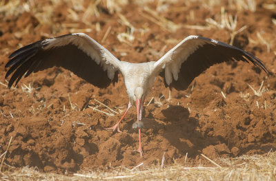White Stork