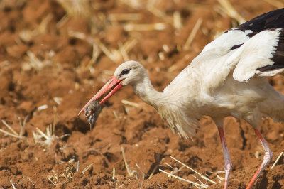 White Stork