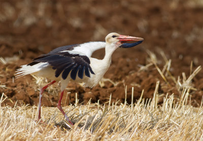 White Stork