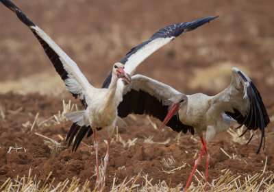 White Stork