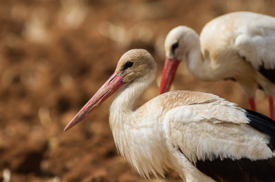 White Stork