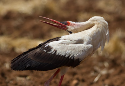 White Stork