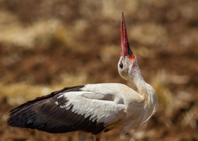 White Stork