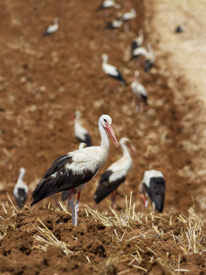 White Storks