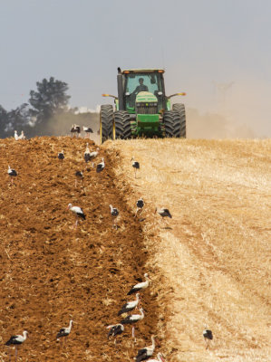 White Storks