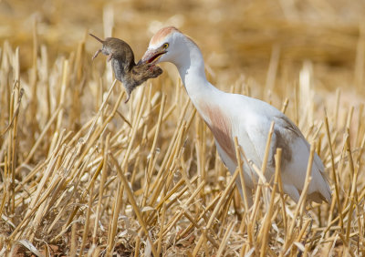 Cattle Egret