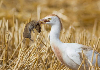 Cattle Egret