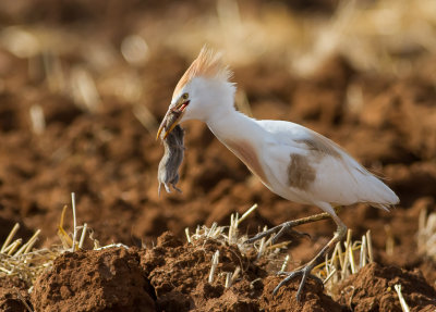 Cattle Egret