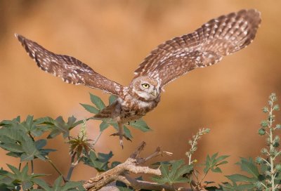 Little Owl 