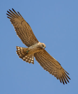 Short Toed Eagle