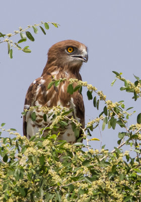 Short Toed Eagle