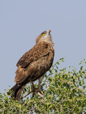 Short Toed Eagle