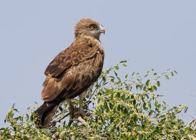 Short Toed Eagle