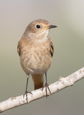 Common Red Start