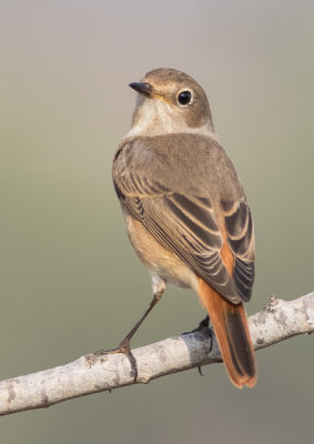 Common Red Start
