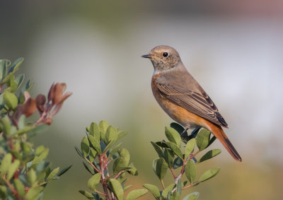 Common Red Start