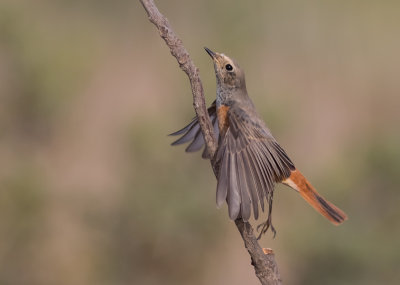 Common Red Start