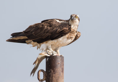 Osprey