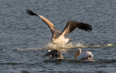 Pelicans