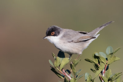 Sardinian Warbler