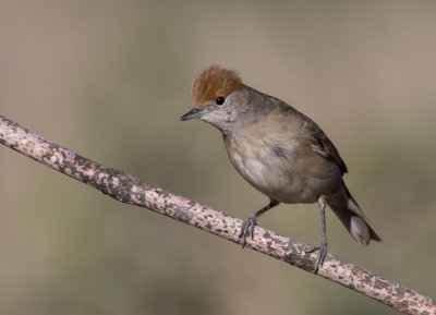 Blackcap