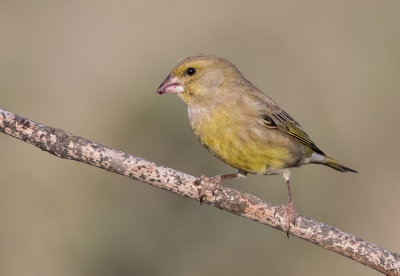 Greenfinch