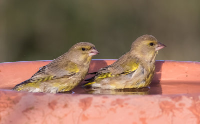 Greenfinch