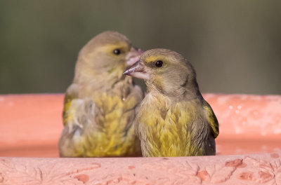 Greenfinch