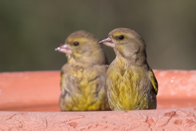 Greenfinch