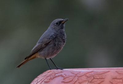 Black Redstart -male