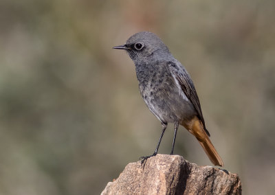 Black Redstart -male