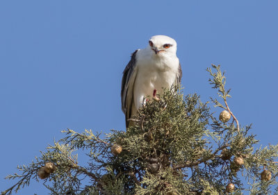 Black-winged kite