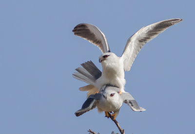 Black-winged kite