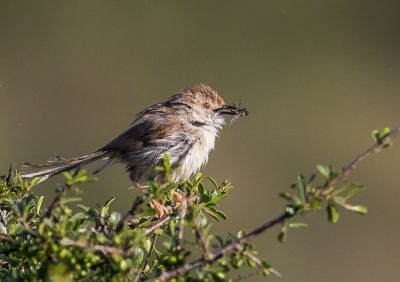 Graceful Prinia